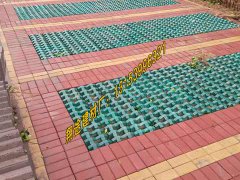 荷兰砖和井字砖结合铺设路面效果